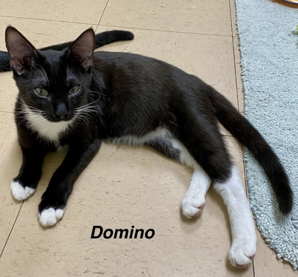 Domino photo