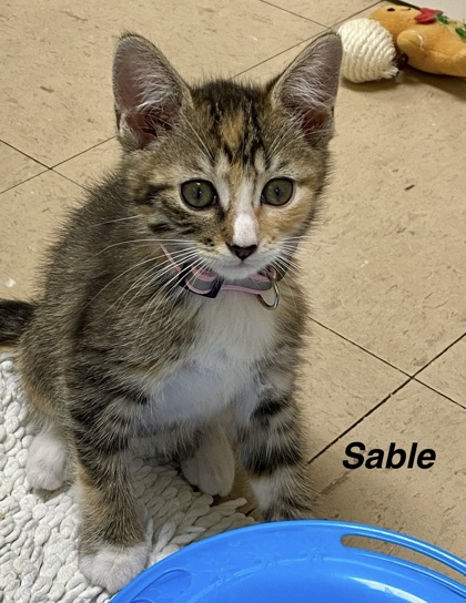Sable photo