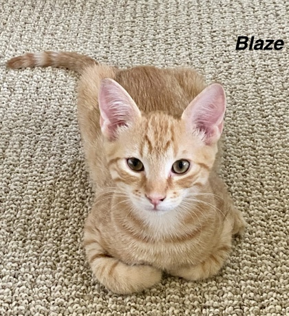 Blaze photo