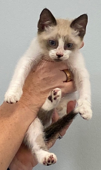Merlin photo