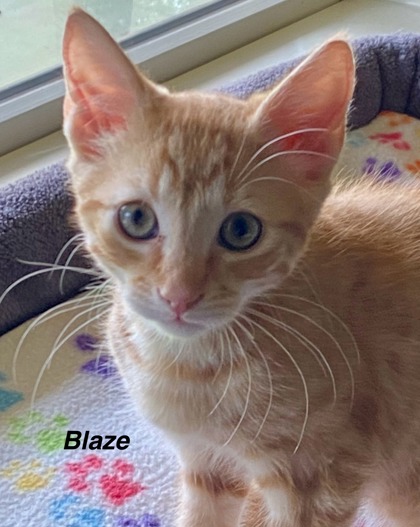 Blaze photo