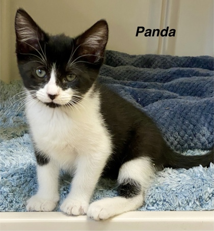 Panda photo