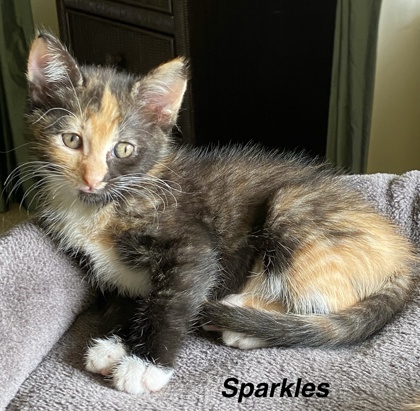 Sparkles photo