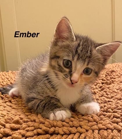 Ember photo