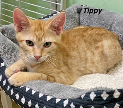 Tippy 2