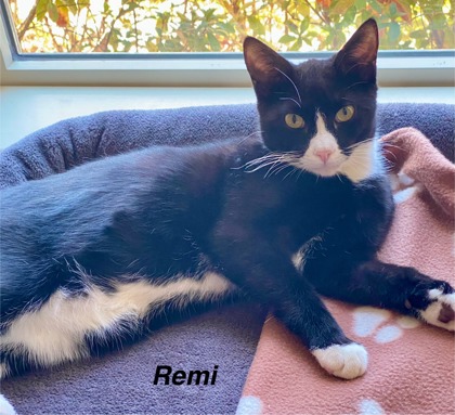 Remi photo