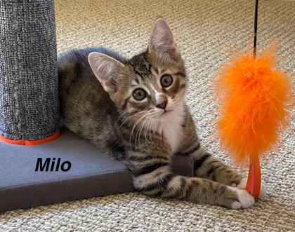 Milo photo