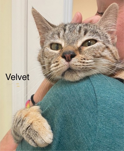 Velvet photo