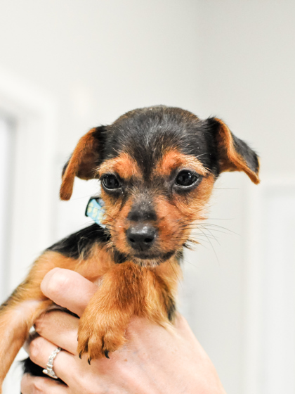 Scrappy Doo photo