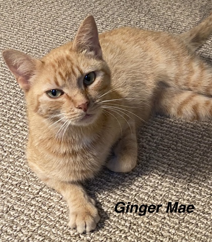 Ginger Mae photo