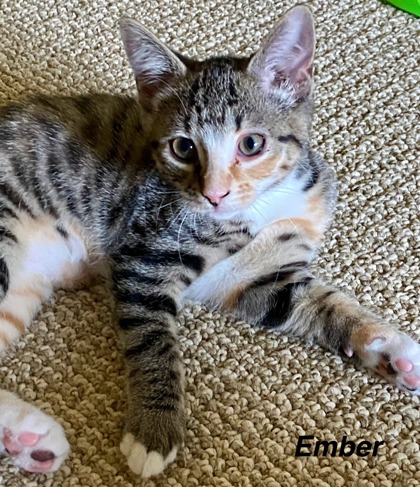 Ember photo