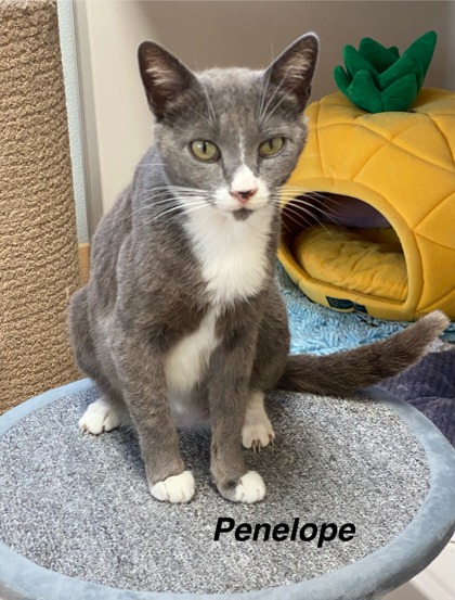 Penelope photo