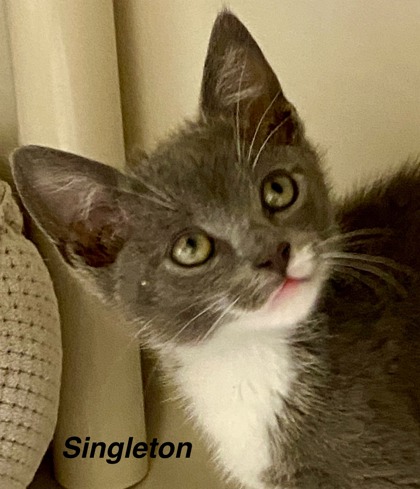 Singleton photo
