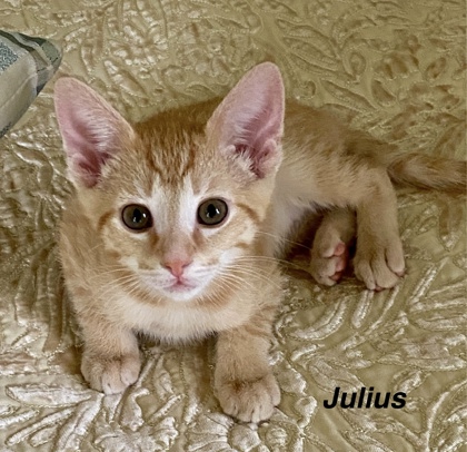 Julius photo