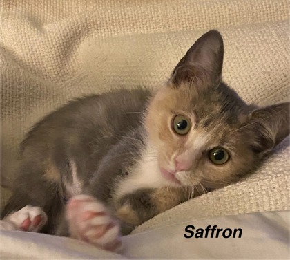 Saffron photo