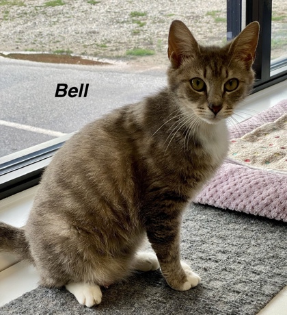 Bell photo