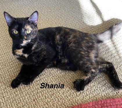 Shania photo