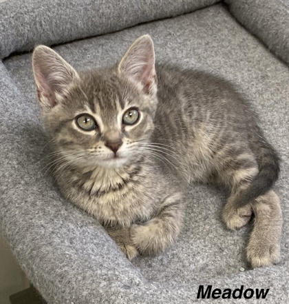 Meadow photo