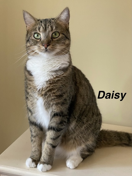 Daisy photo