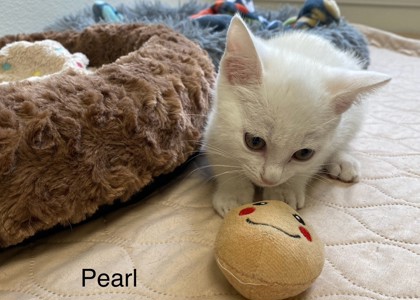 Pearl photo