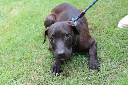 Dog for adoption - Buffalo Bill, a Mixed Breed in Decatur, GA