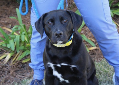 Dog Adoption - Humane Society of South Coastal Georgia