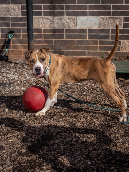 Brizz- Adopted photo 3