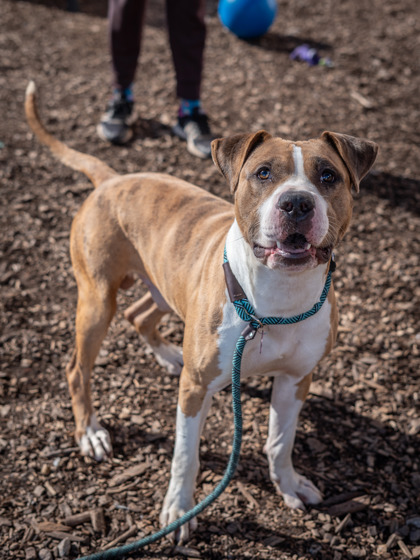 Brizz- Adopted photo 2