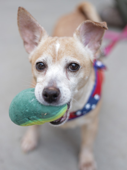 Chia-ADOPTED photo 2