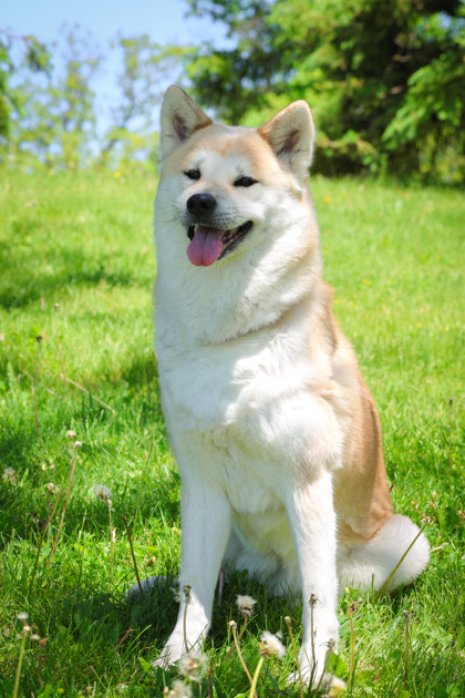 photo of Annie