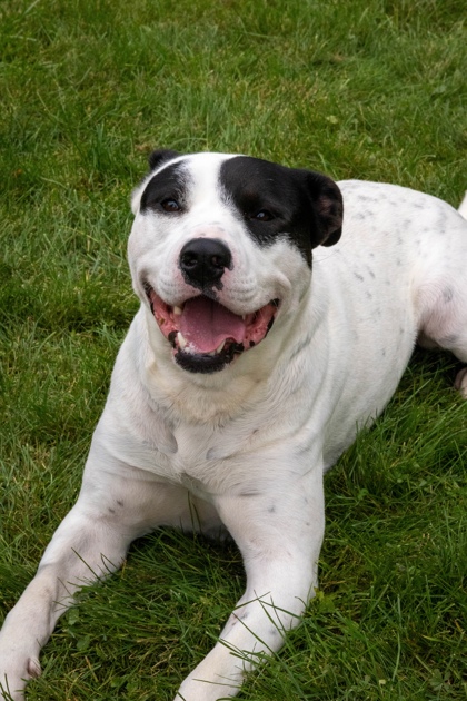 photo of Rosco