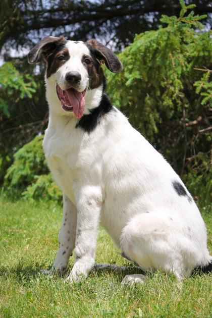 photo of Smudge