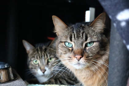 photo of Cruz (Bonded with Piper)