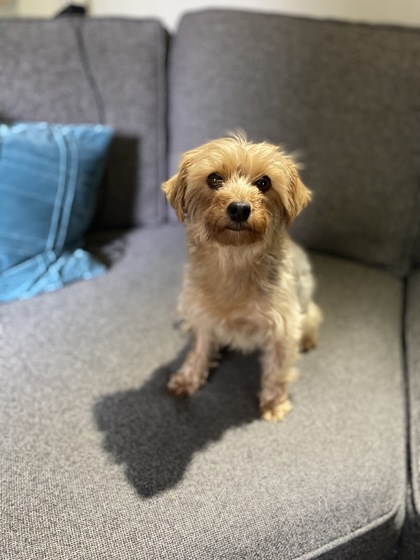photo of Cassy (Bonded with Precious)