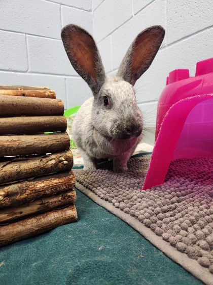 photo of Bunita