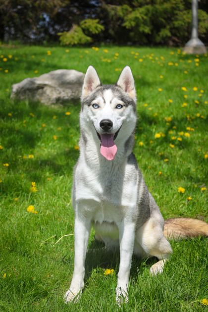 photo of Shandy