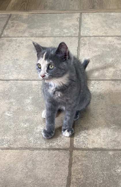 photo of Birdie