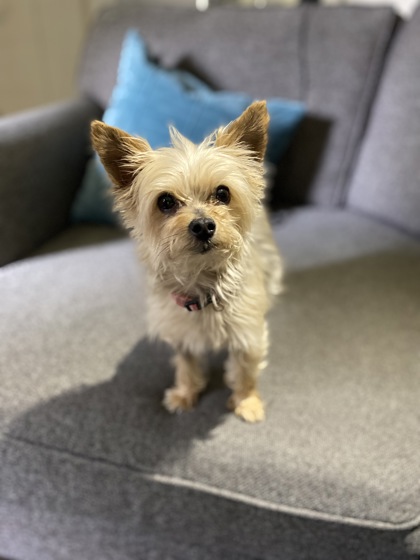 photo of Precious (Bonded with Cassy)