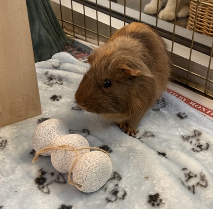 photo of Jack (Bonded with Ginger)