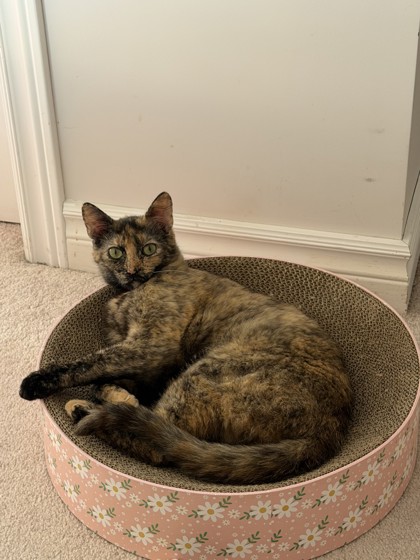 photo of Periwinkle