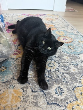 photo of Circe