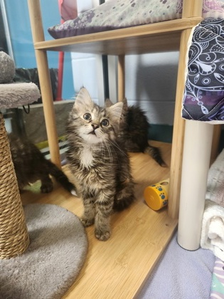 photo of Lilikoi