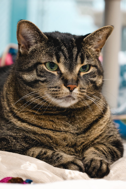 photo of Zola