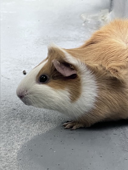 photo of Pluto (Bonded with Dusty)