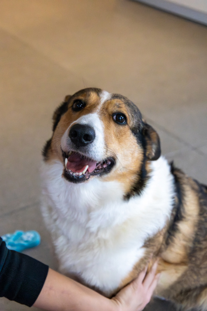 photo of Lassie