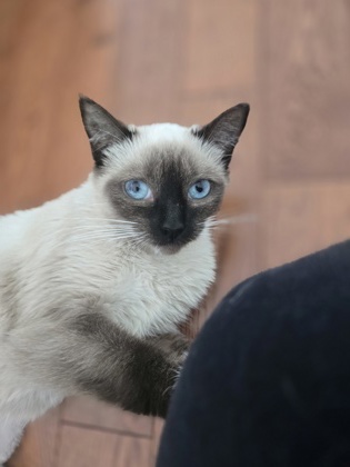 photo of Talia