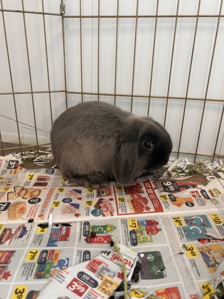 photo of Huckle (Bonded with Holly)