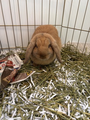 photo of Holly (Bonded with Huckle)