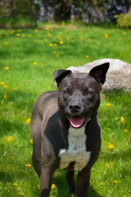 photo of Lilli