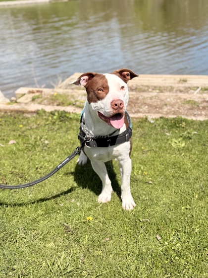 photo of Dumpling